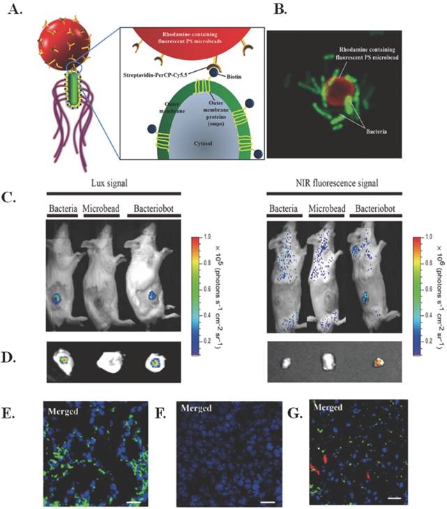 Nanotheranostics Image