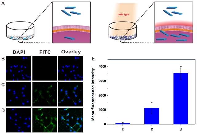 Nanotheranostics Image