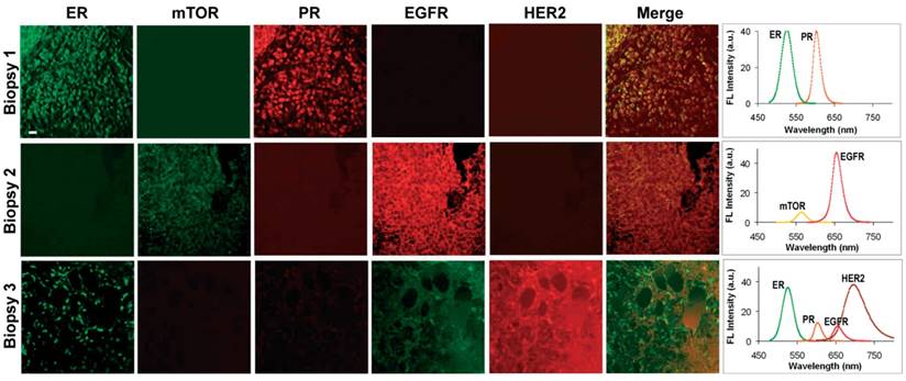 Nanotheranostics Image