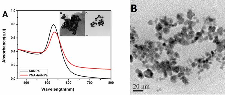 Nanotheranostics Image