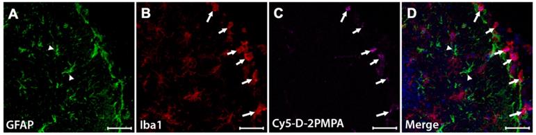 Nanotheranostics Image