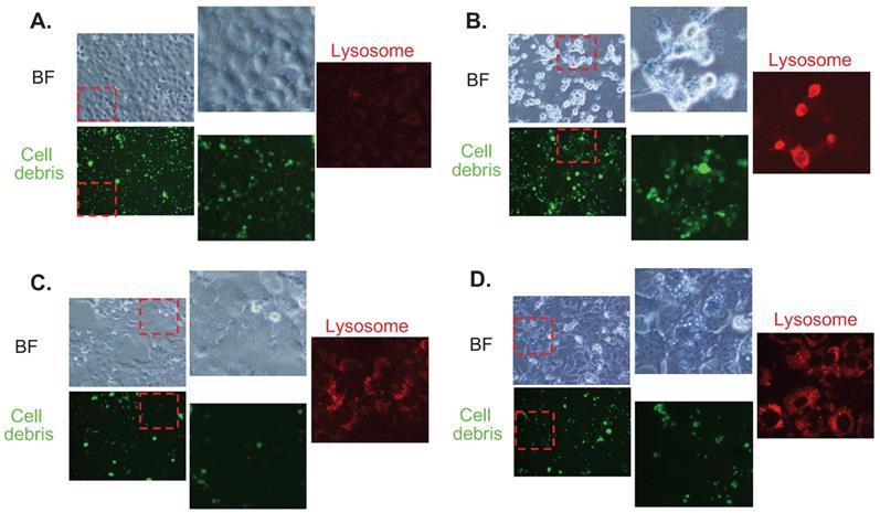 Nanotheranostics Image