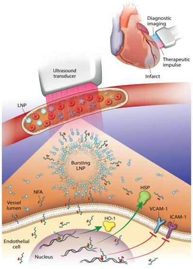 Nanotheranostics Image