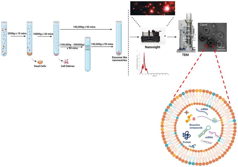 Nanotheranostics Image