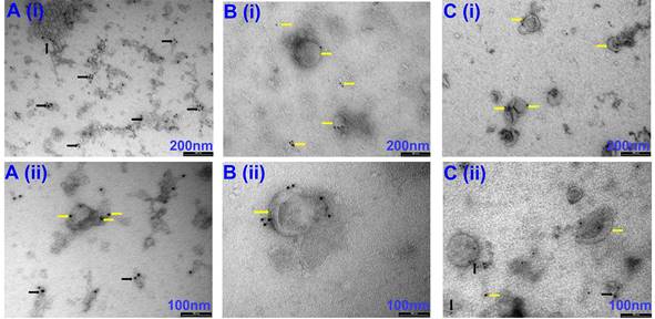 Nanotheranostics Image