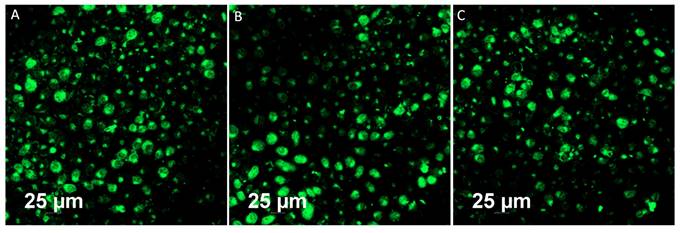 Nanotheranostics Image