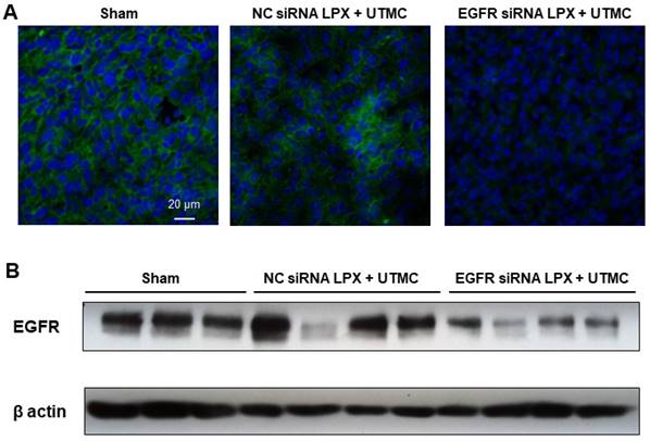 Nanotheranostics Image