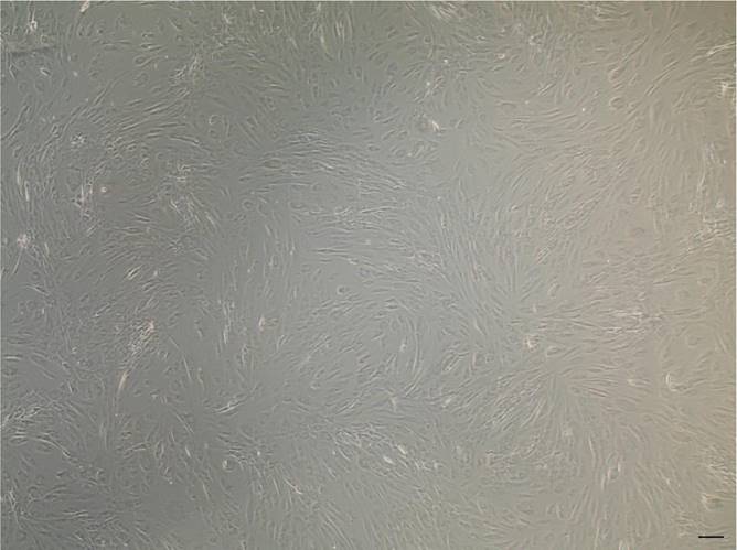 Nanotheranostics Image