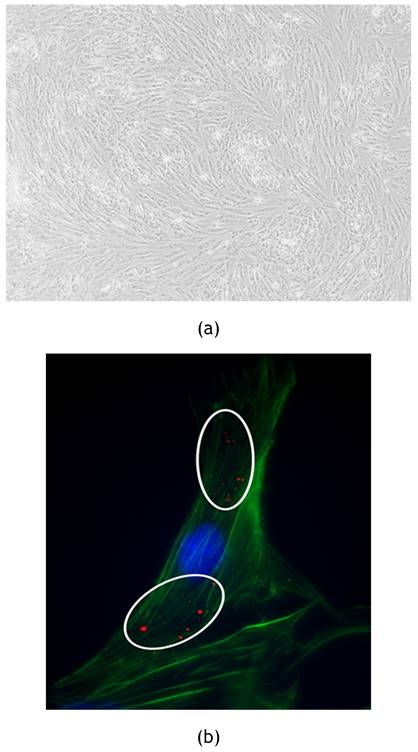 Nanotheranostics Image