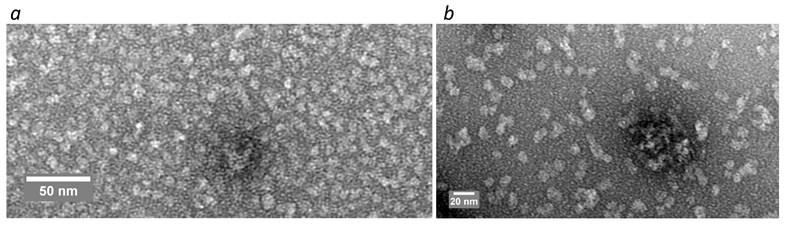 Nanotheranostics Image