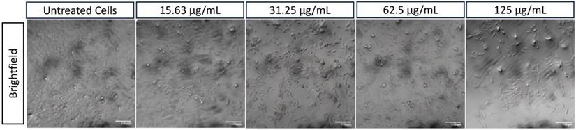 Nanotheranostics Image