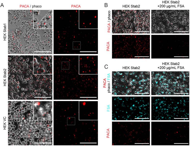 Nanotheranostics Image