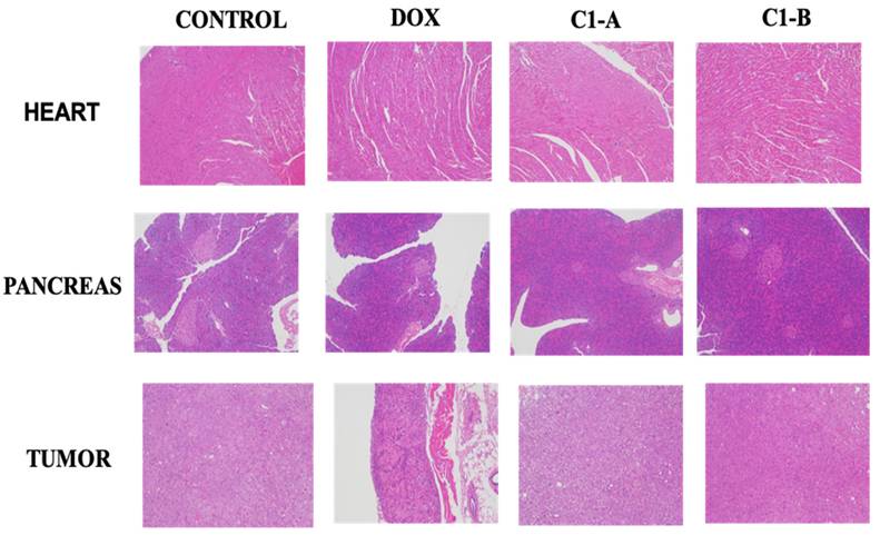 Nanotheranostics Image