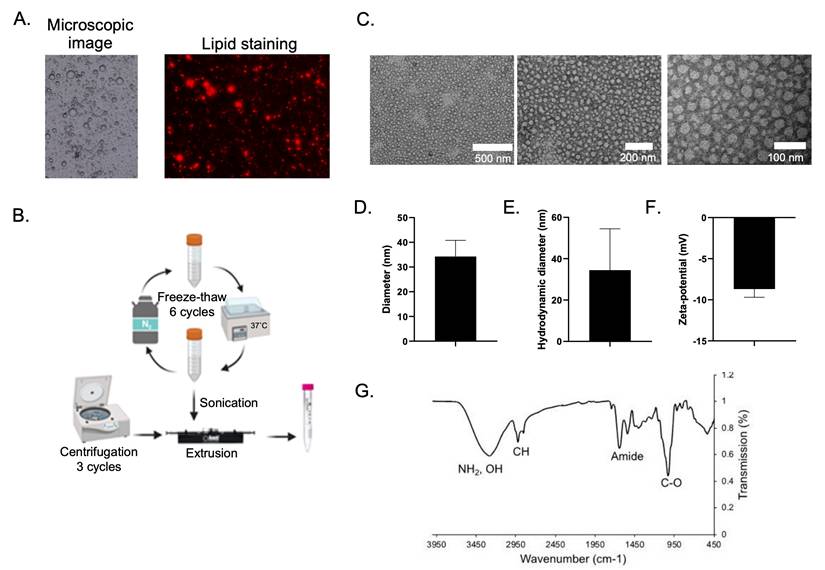 Nanotheranostics Image
