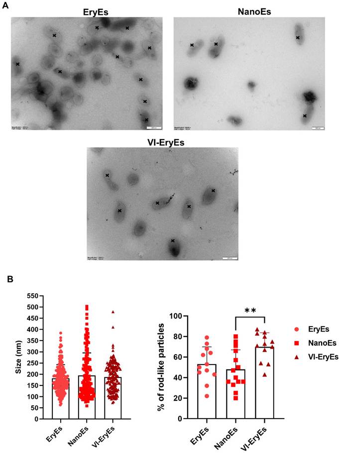 Nanotheranostics Image