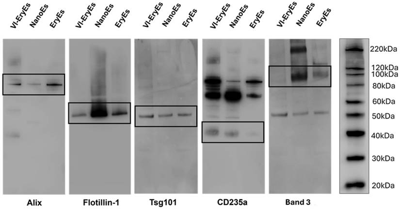 Nanotheranostics Image