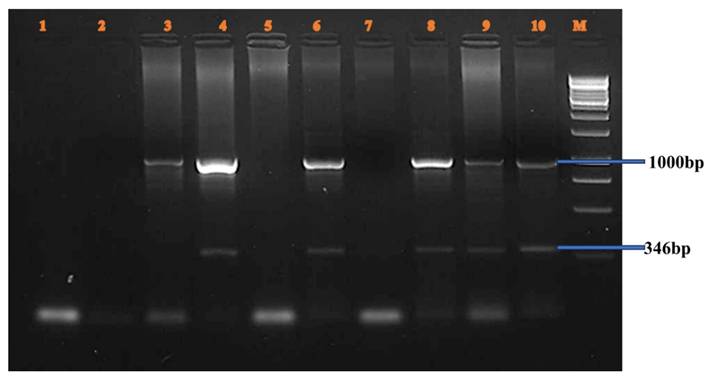 Nanotheranostics Image