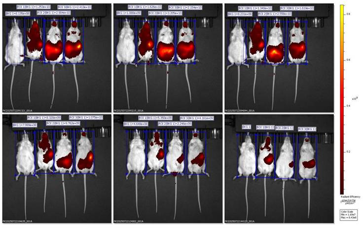 Nanotheranostics Image