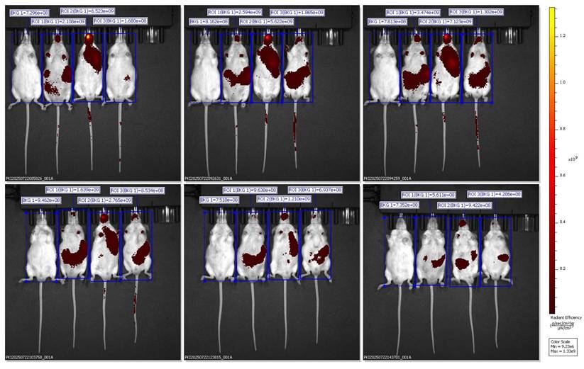 Nanotheranostics Image