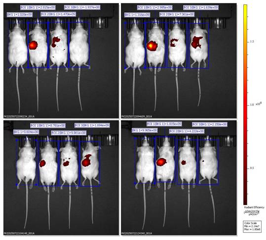 Nanotheranostics Image
