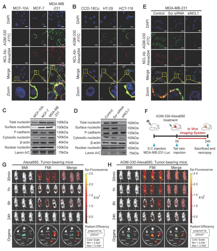 Nanotheranostics Image