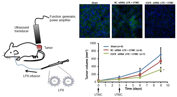 Ultrasound enhanced siRNA delivery using cationic liposome 