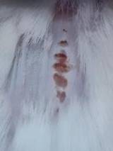 Nanotheranostics inline graphic