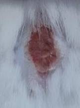 Nanotheranostics inline graphic