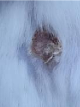 Nanotheranostics inline graphic