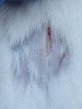 Nanotheranostics inline graphic