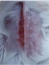 Nanotheranostics inline graphic