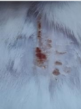 Nanotheranostics inline graphic